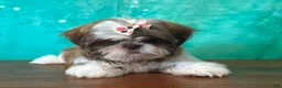 Shih Tzu dogs for sale: Daisy - Ad 1