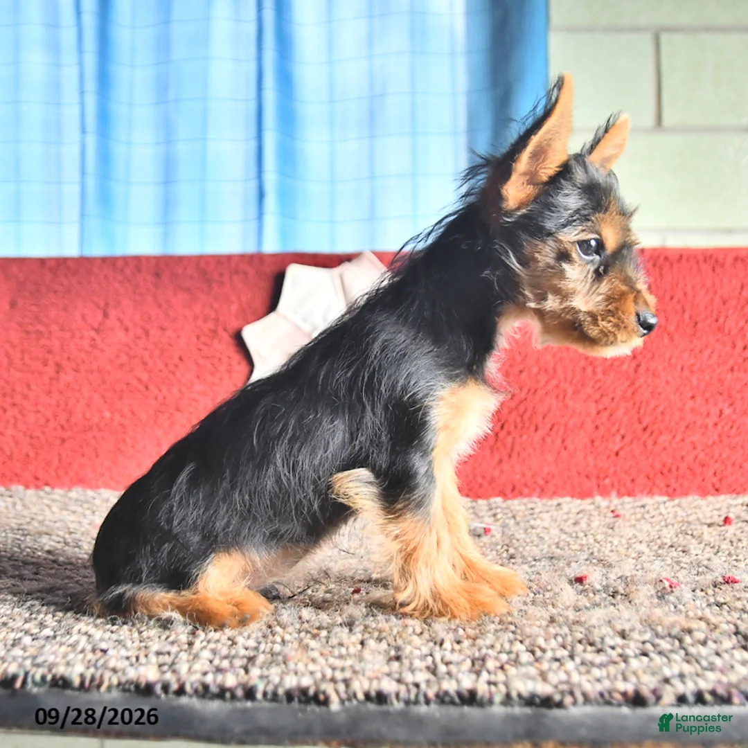Yorkshire Terrier dogs for sale: Trixie - Ad 2