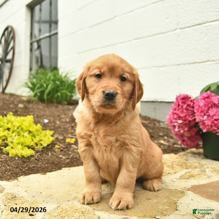 Golden Retriever dogs Coral  - Ad 2