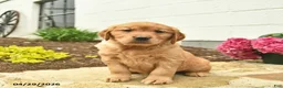 Golden Retriever dogs for sale: Coral  - Ad 2
