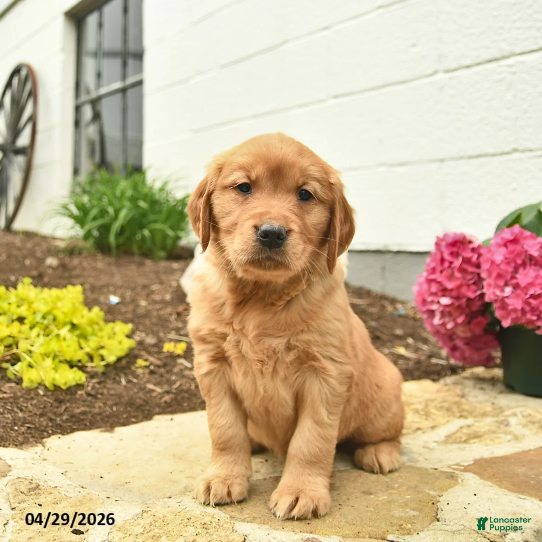 Golden Retriever dogs for sale: Coral  - Ad 2