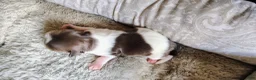 Shih Tzu dogs for sale: Shih Tzu Puppy 3 - Ad 9