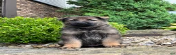 German Shepherd dogs for sale: Western - Ad 3