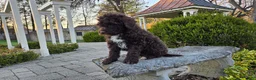 Portuguese Water Dog dogs for sale: Fargo - Ad 8