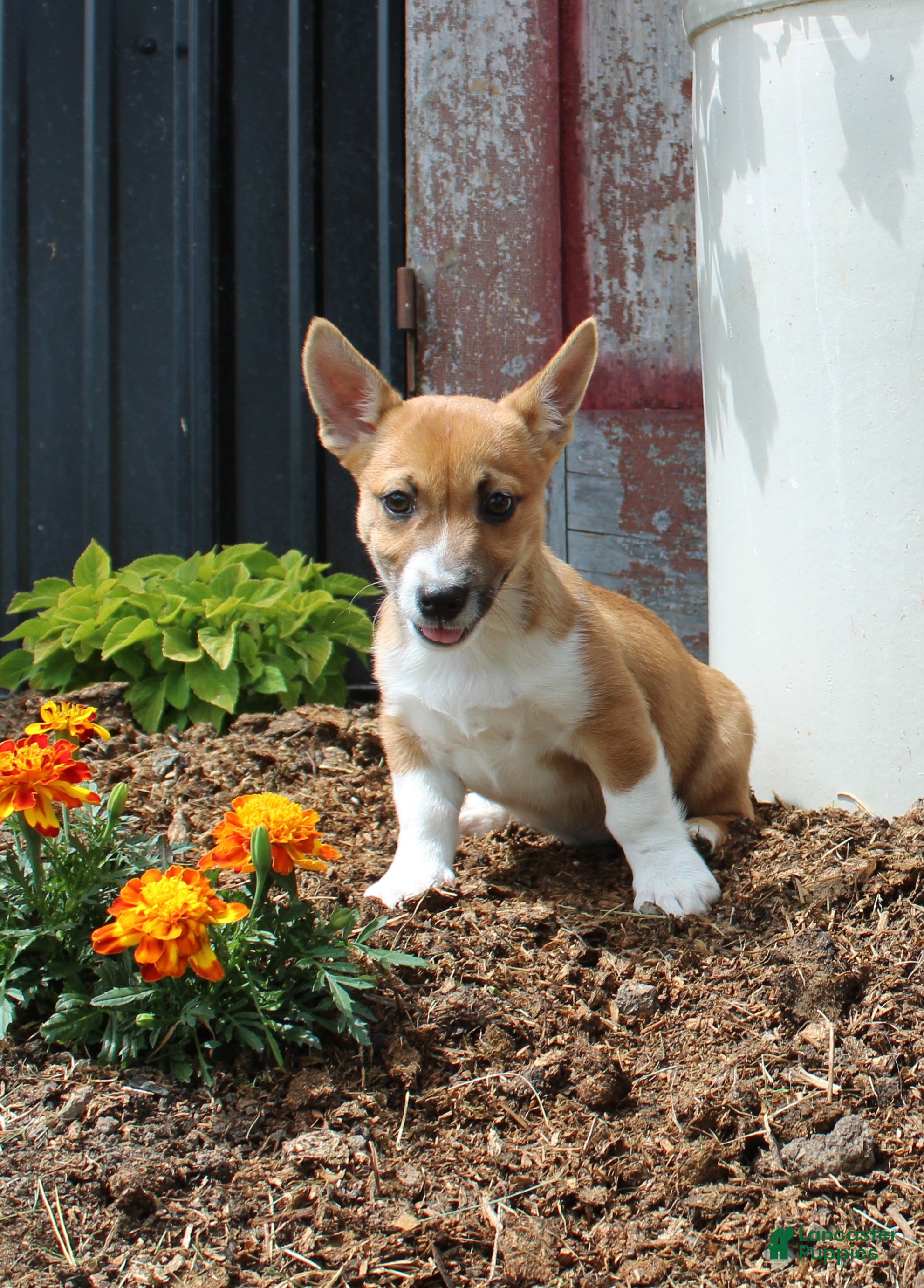 Mixed Breed dogs Sampson - Ad 1