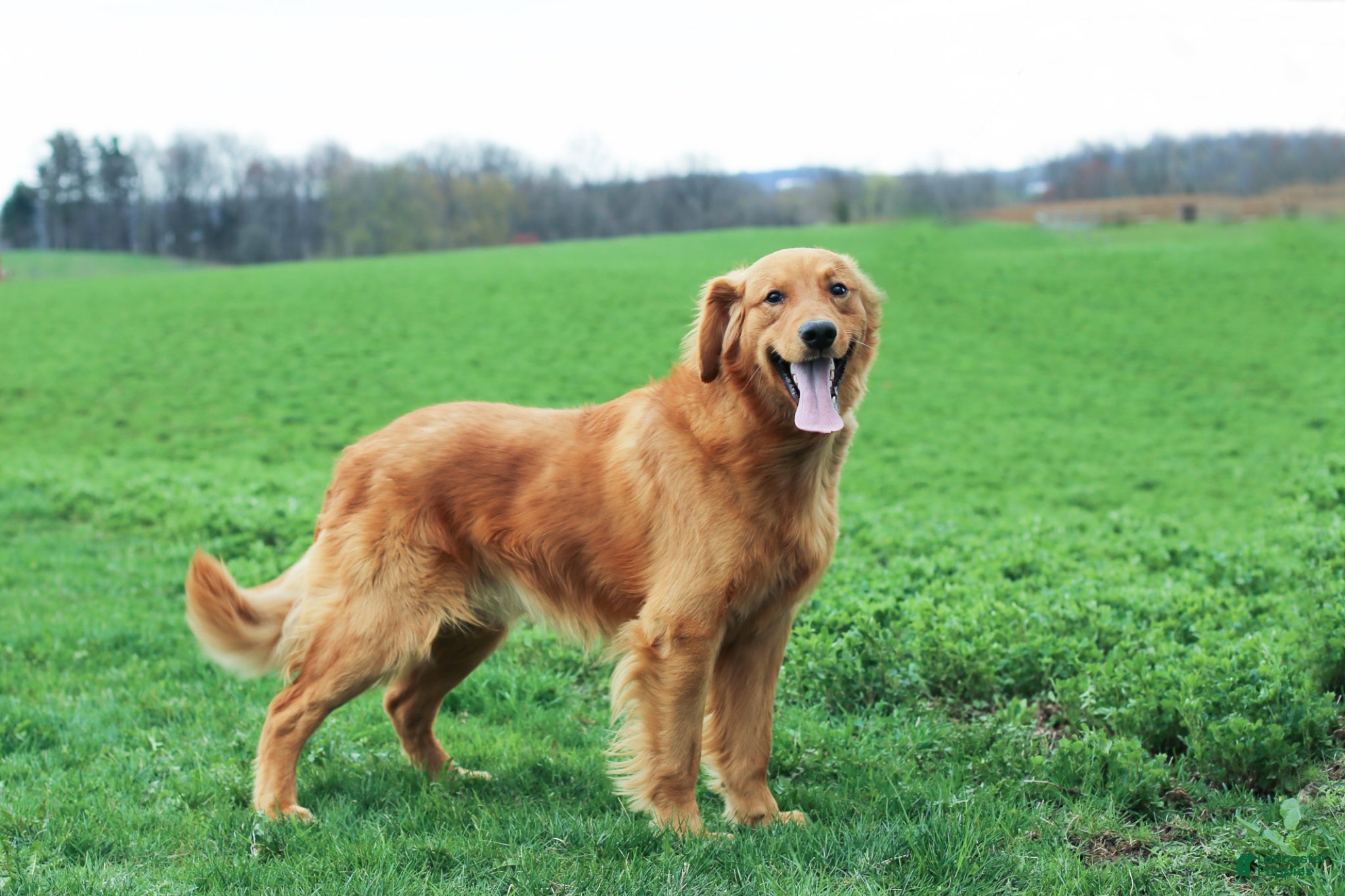 Golden Retriever dogs for sale: Golden Retriever Macho - Ad 6