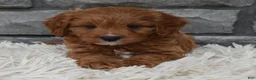 Cavapoo dogs for sale: Rocky  - Ad 3