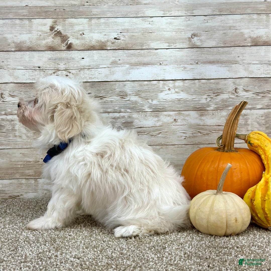 Maltipoo dogs for sale: Boy Ziggie - 0226 - Ad 2