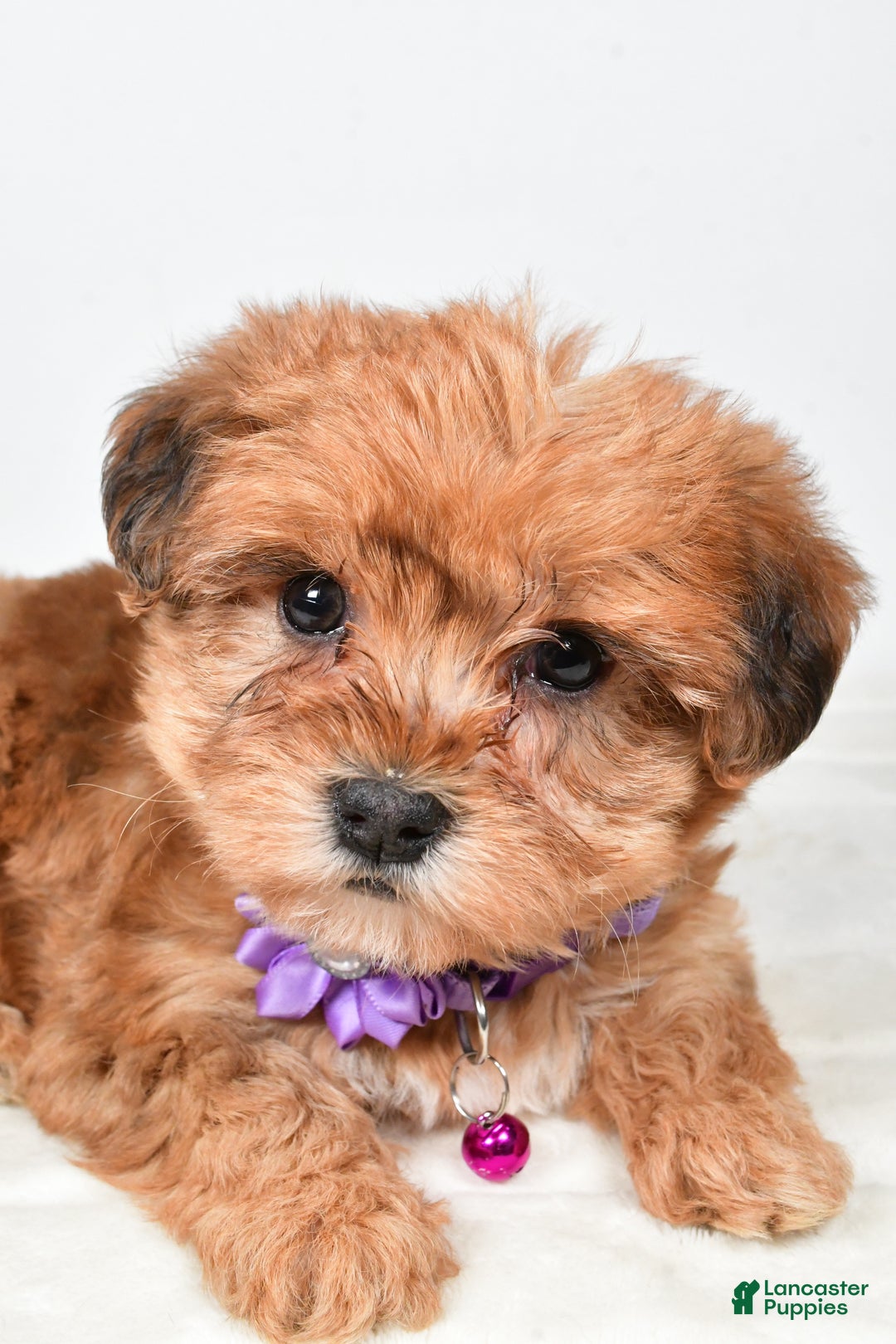 Yorkiepoo dogs for sale: Tillie - Ad 4