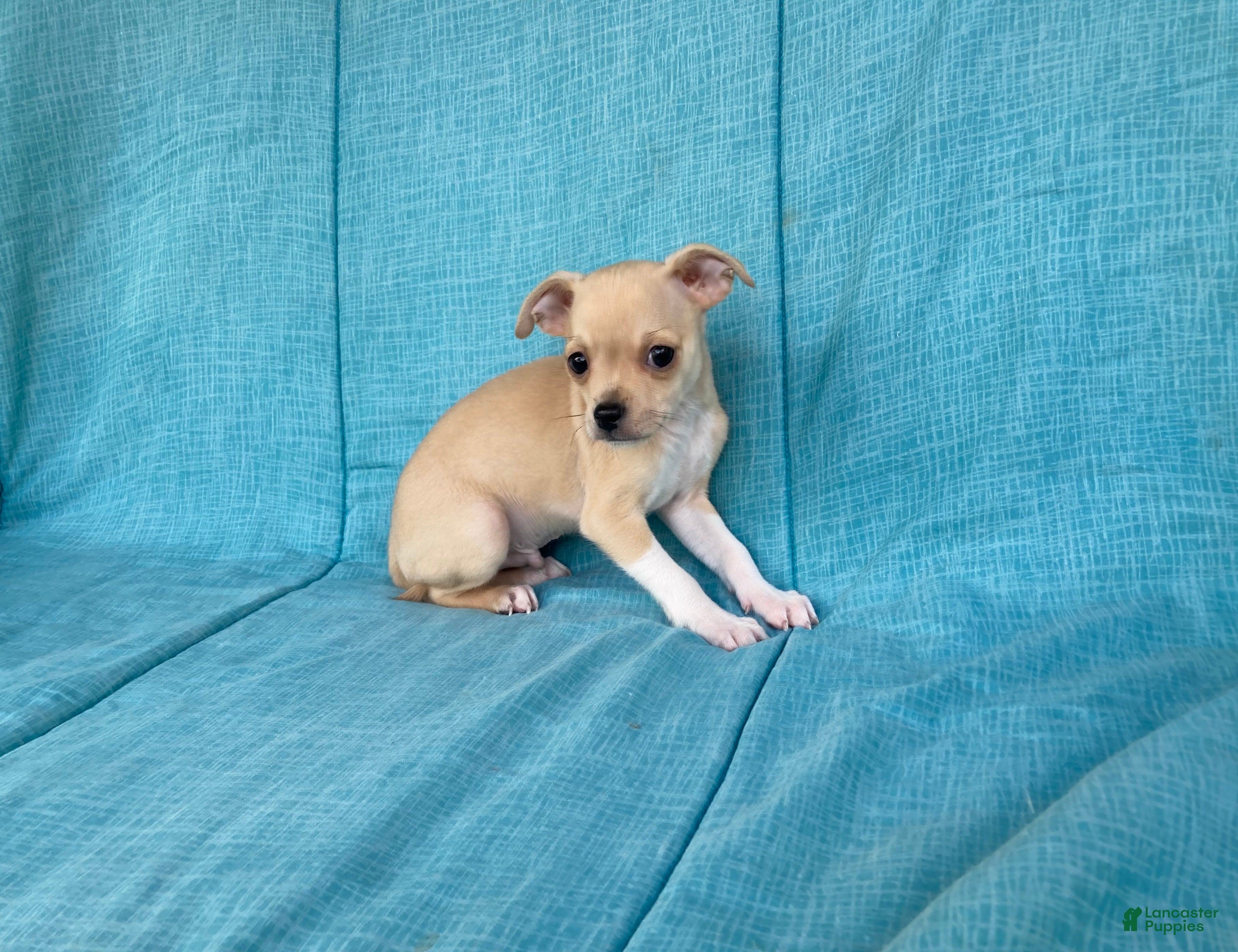 Chihuahua dogs Henry  - Ad 1