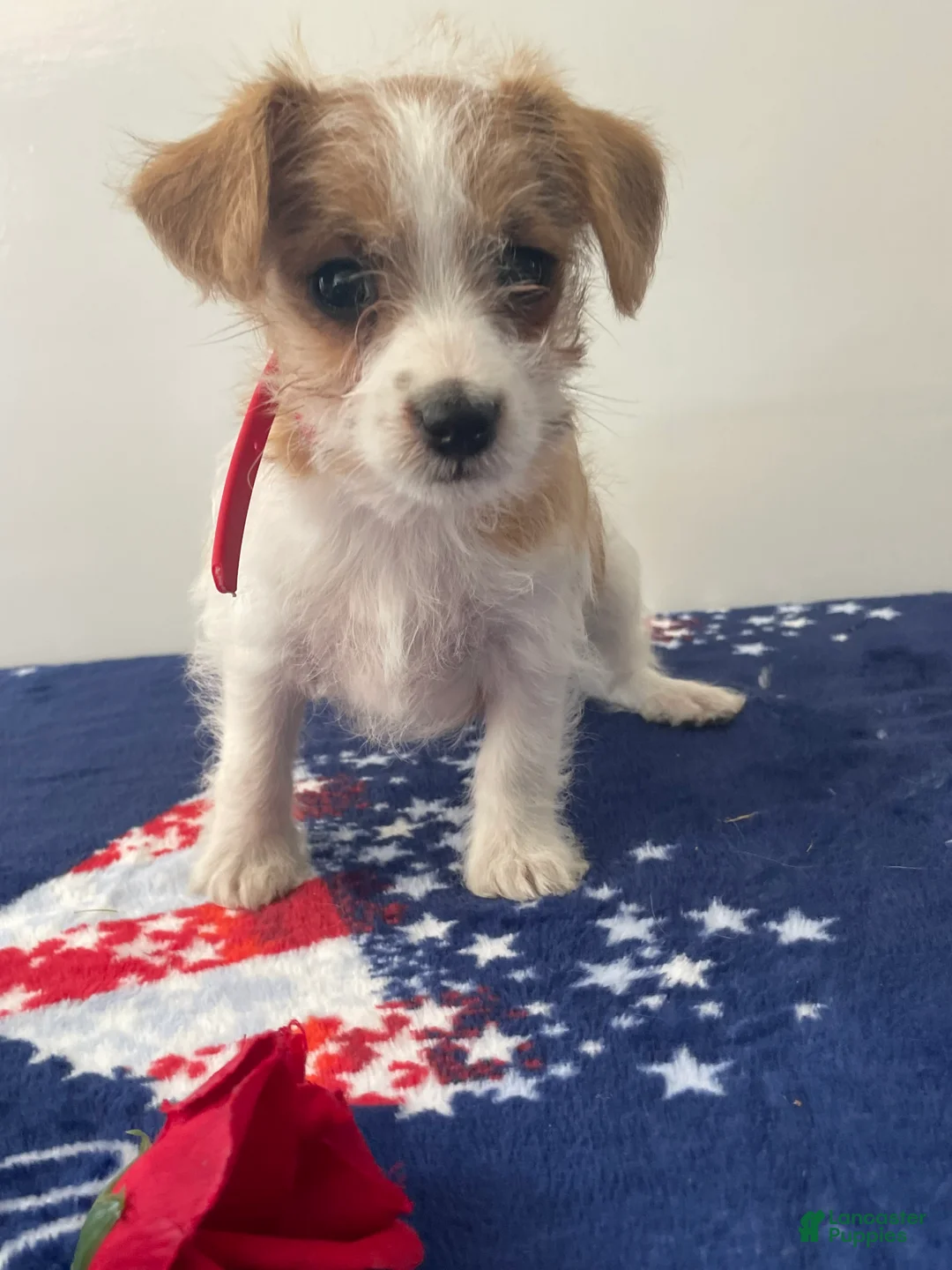 Jackapoo dogs for sale: Jared - Ad 4