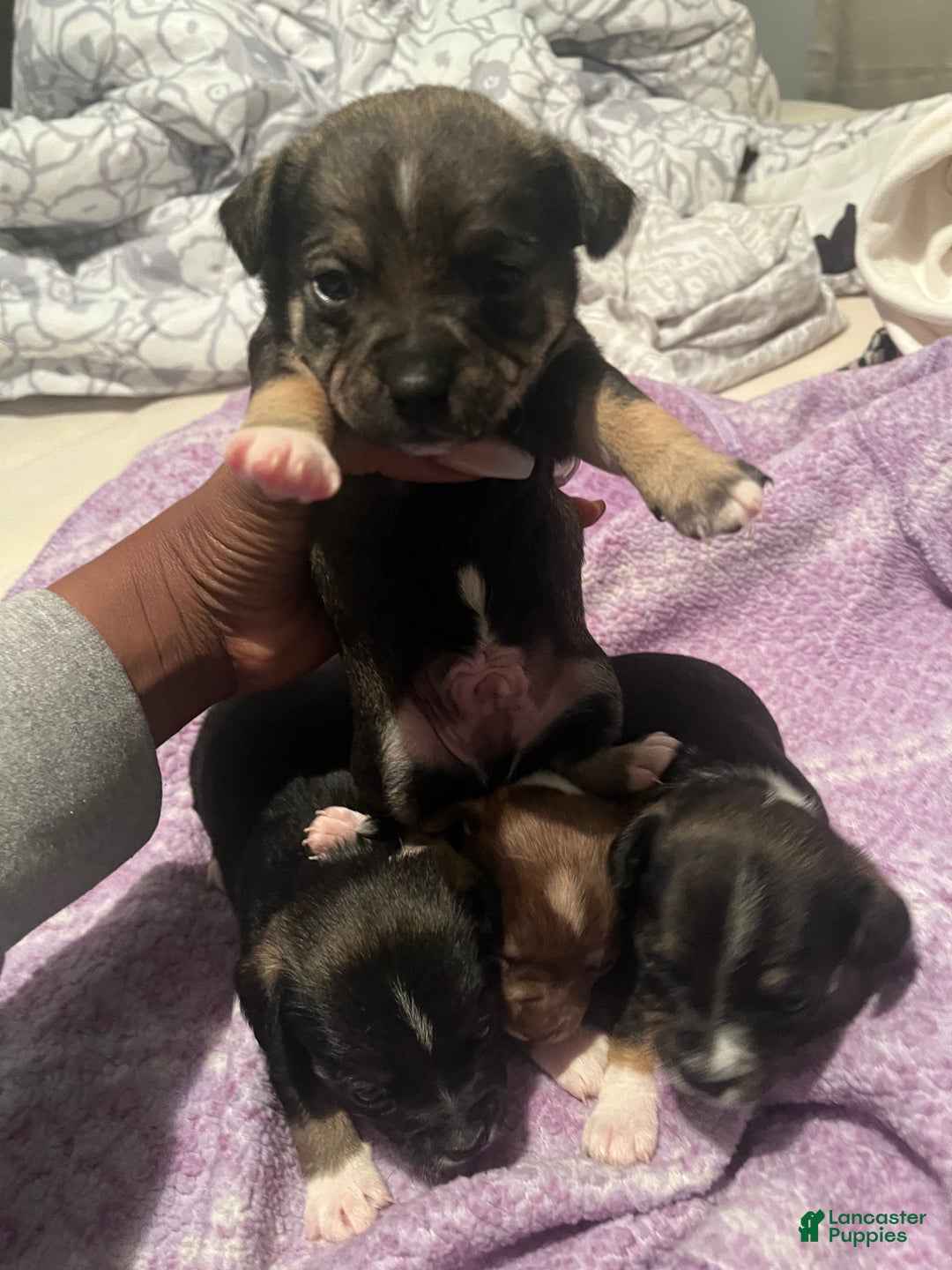 Chihuahua dogs for sale: Chihuahua Puppy 3 - Ad 12