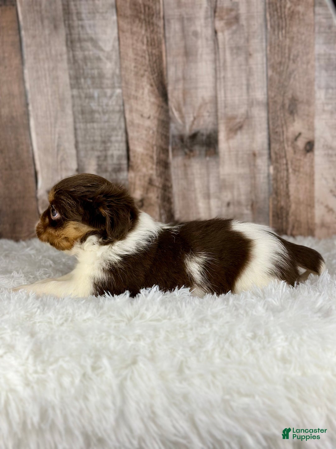 Shih Tzu dogs for sale: Girl Kinsley - 8935 - Ad 2