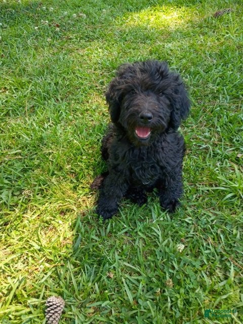 Labradoodle dogs for sale: Onyx - Ad 1