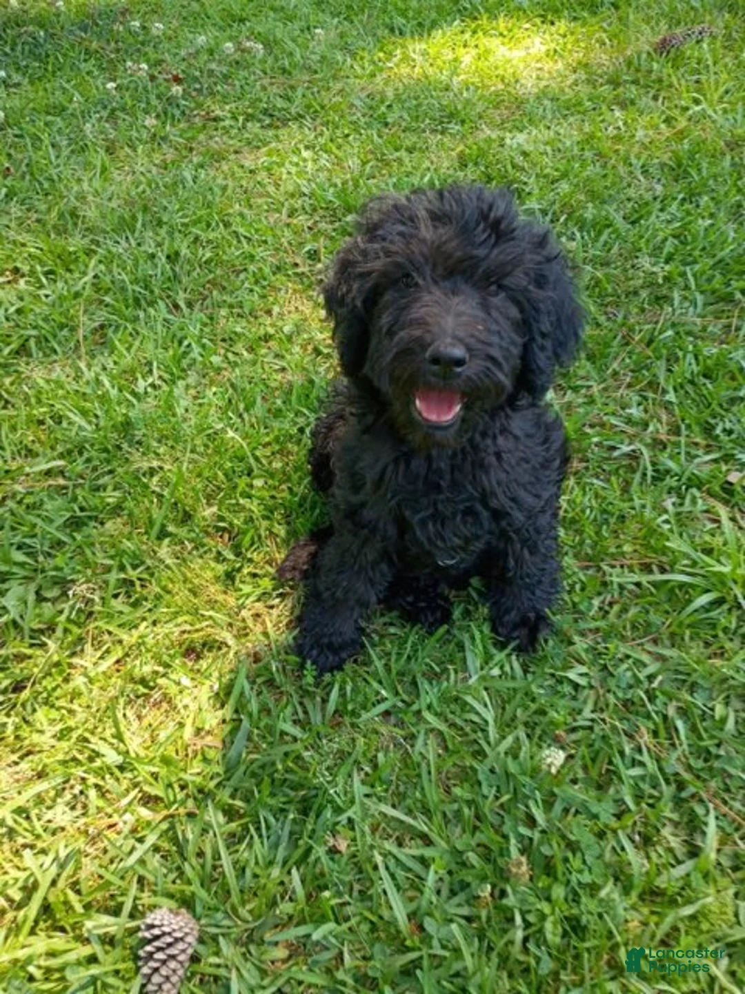 Labradoodle dogs for sale: Onyx - Ad 1