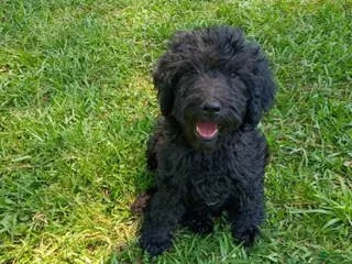 Labradoodle dogs for sale: Onyx - Ad 1