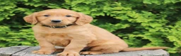 Mixed Breed dogs for sale: Wade  - Ad 2