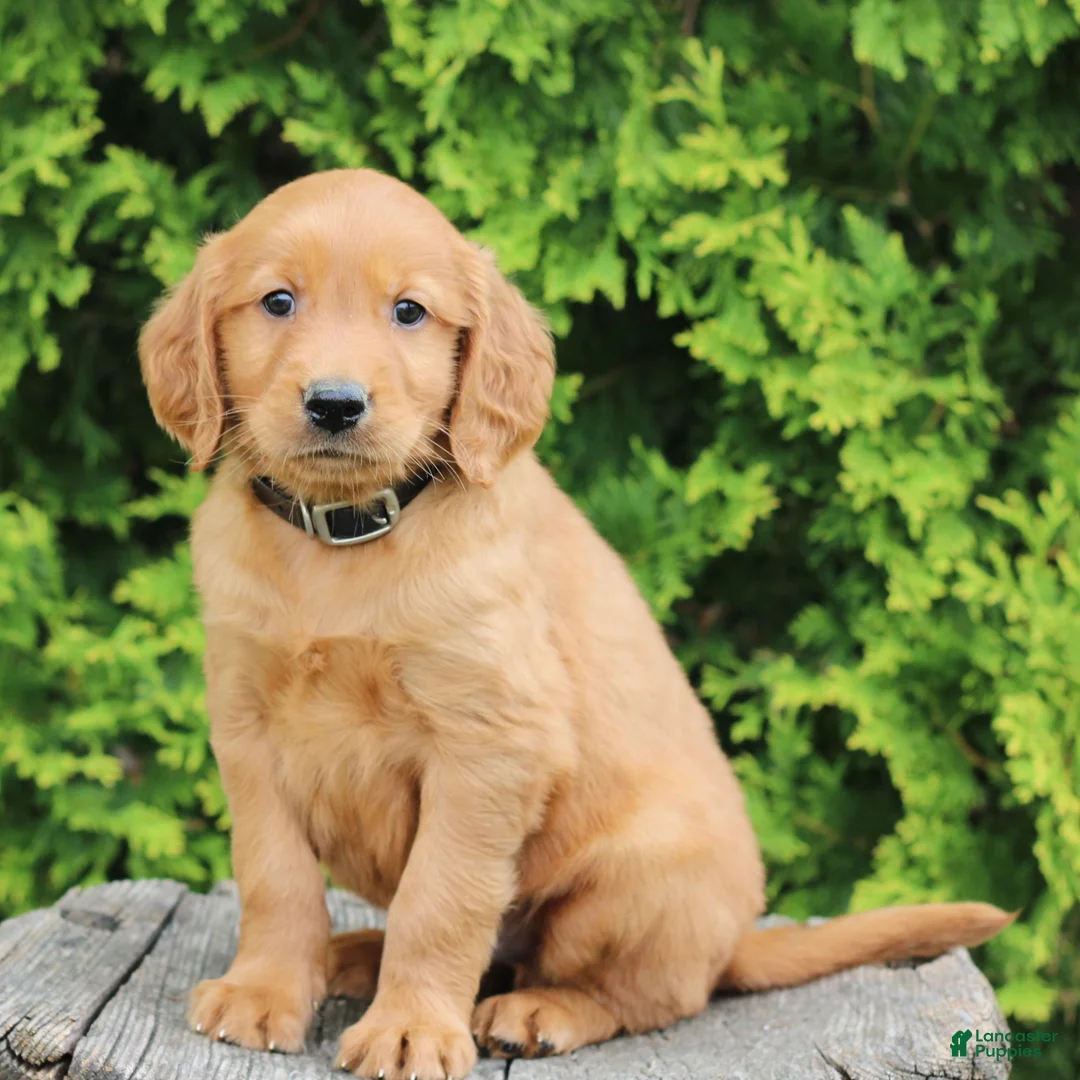 Mixed Breed dogs for sale: Wade  - Ad 2