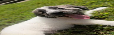 Zorru