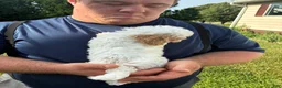 Mini Goldendoodle dogs for sale: Mini Goldendoodle 3 Fluffy Duffy - Ad 4