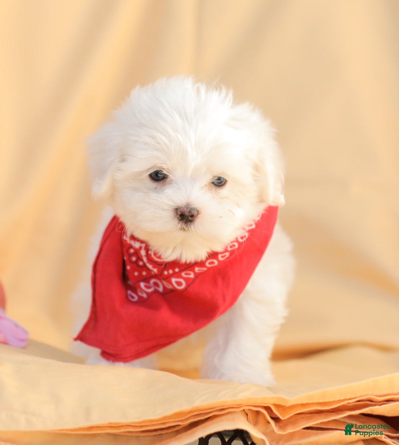 Benny