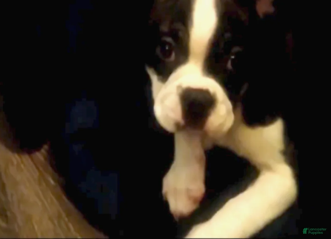 Boston Terrier dogs for sale: Rosie Possie - Ad 2