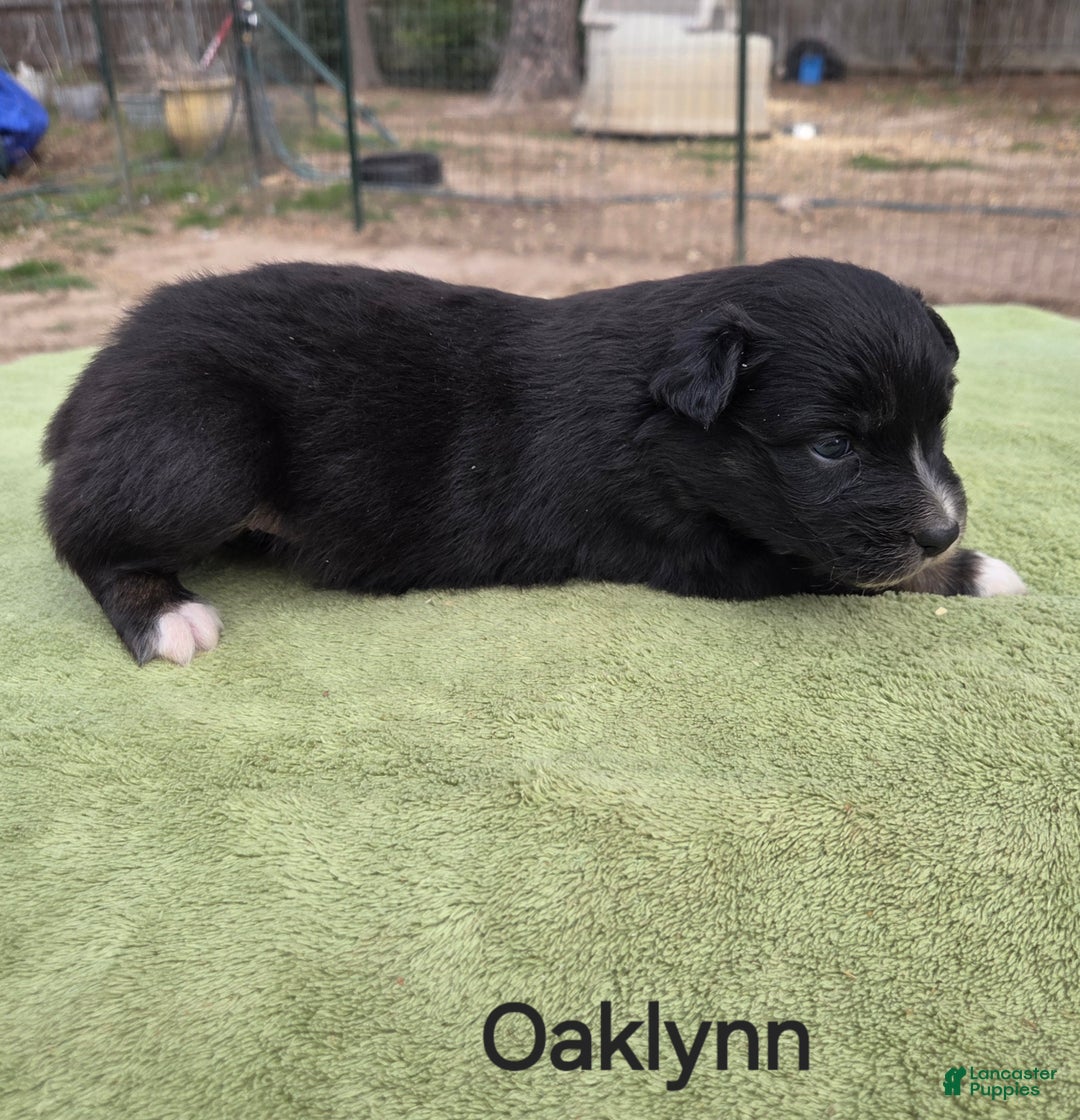 Australian Shepherd dogs for sale: Oaklynn - Ad 1