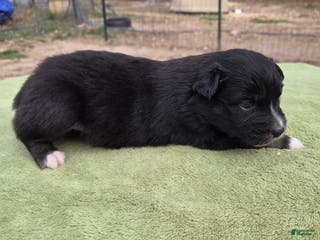 Australian Shepherd dogs Oaklynn - Ad 13