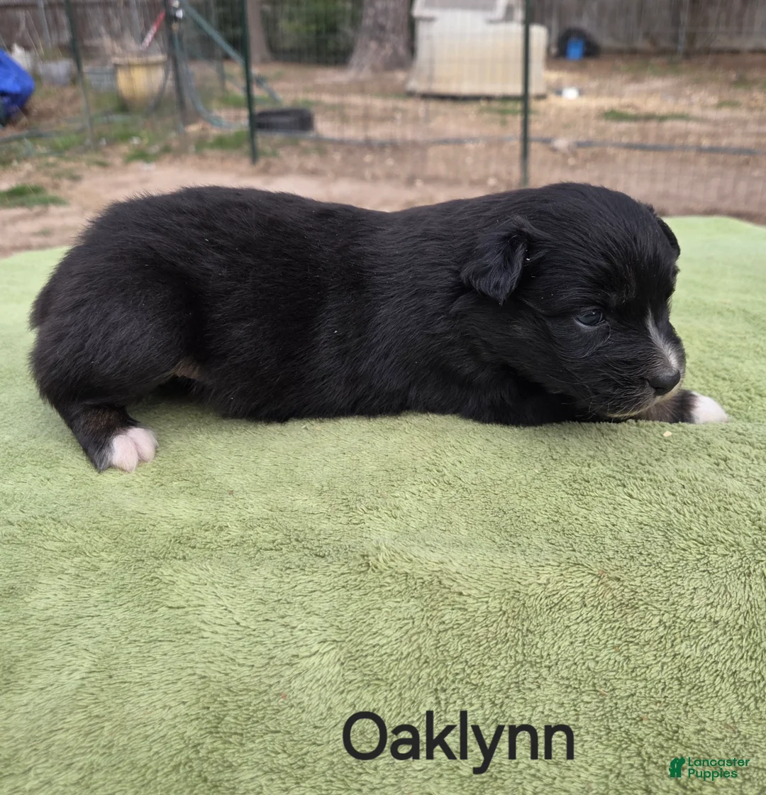 Australian Shepherd dogs for sale: Oaklynn - Ad 1