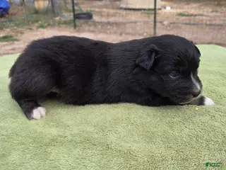 Australian Shepherd dogs Oaklynn - Ad 19