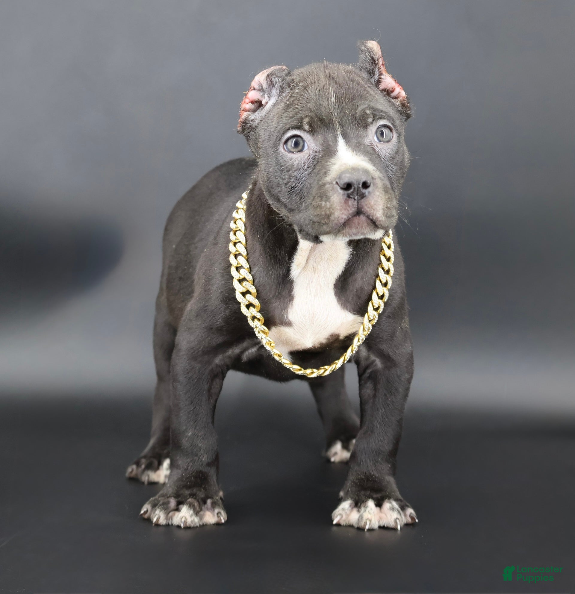 American Bully dogs Amora - Ad 1