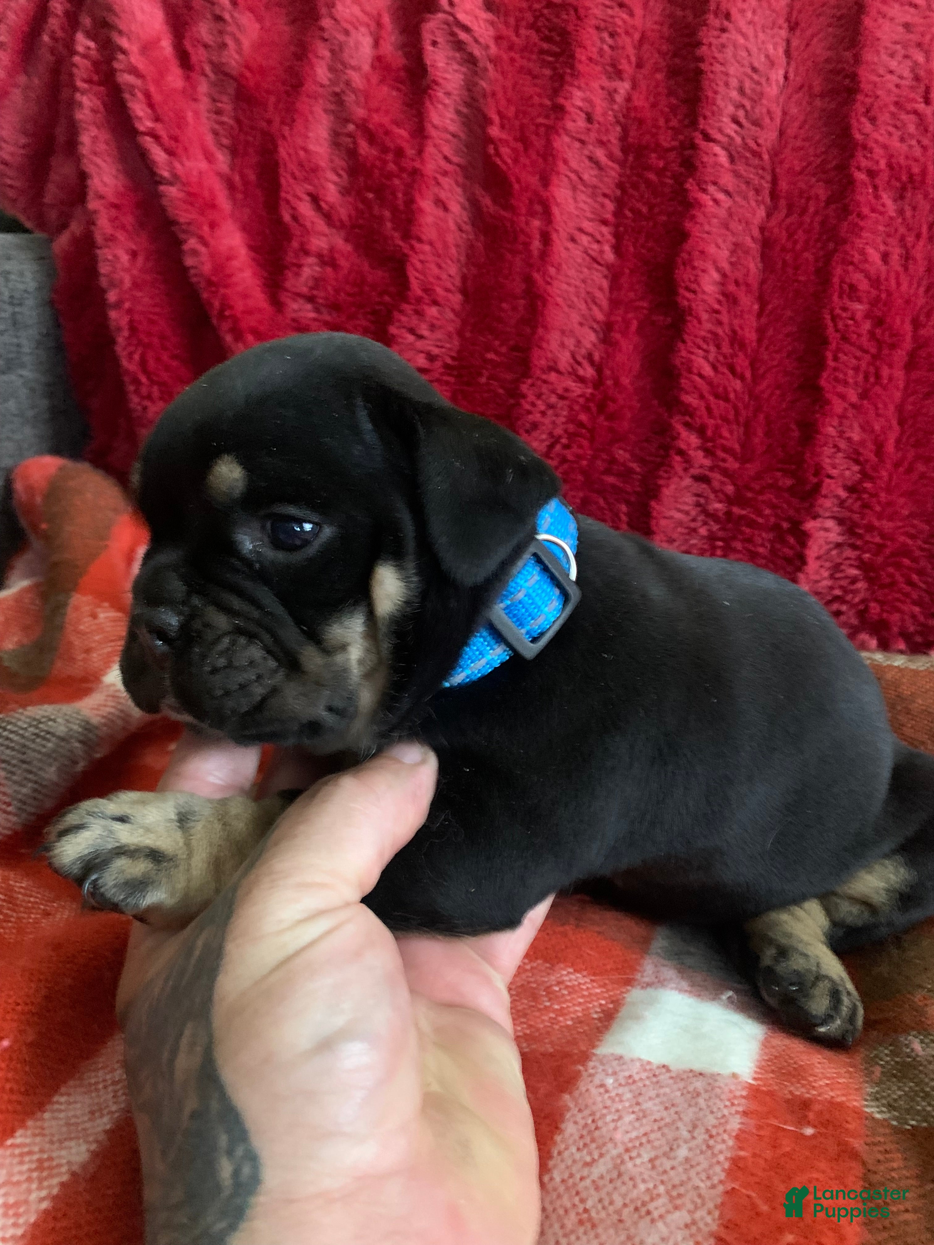 English Bulldog dogs English Bulldog 1 - Ad 13