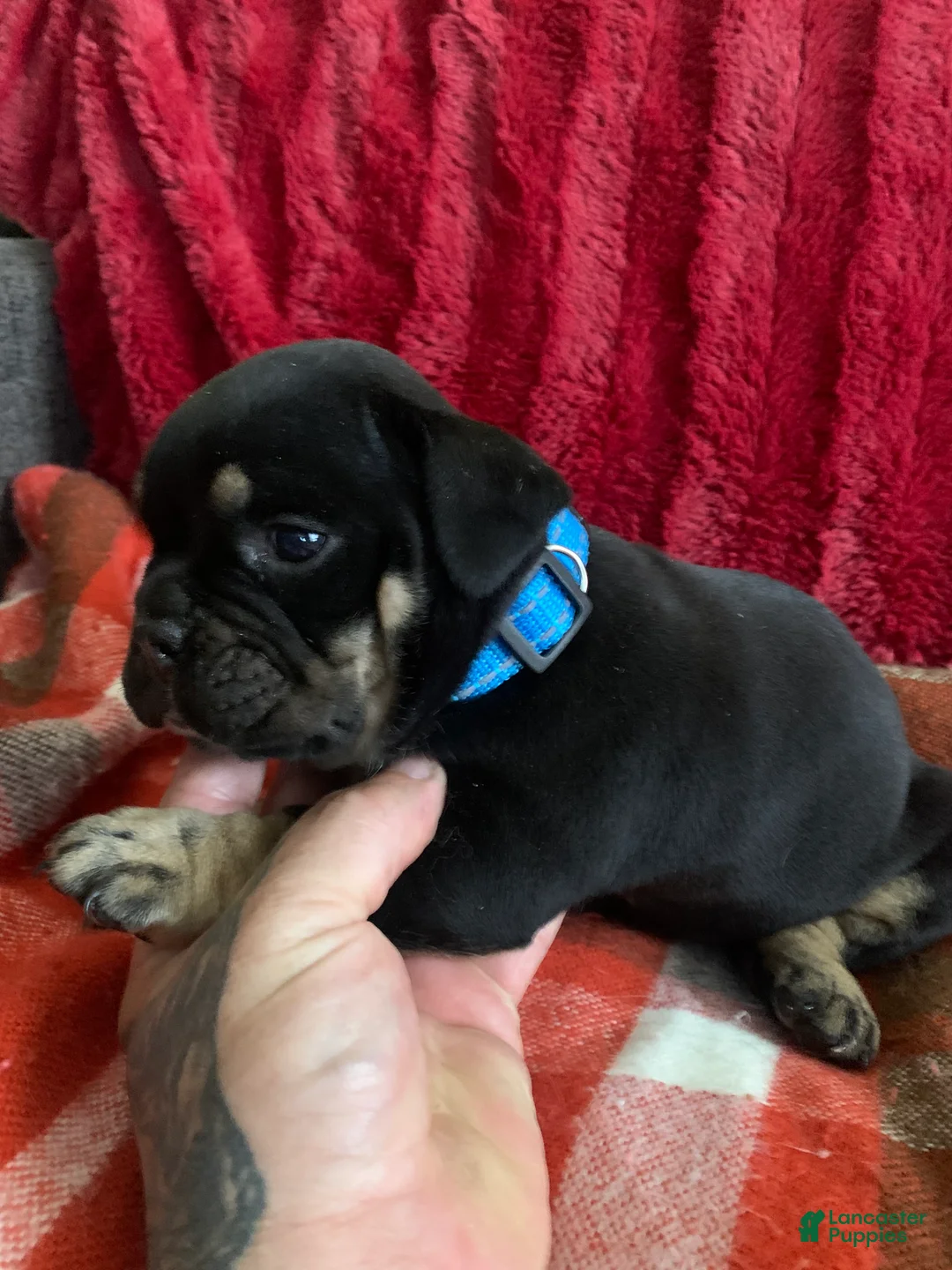 English Bulldog dogs for sale: English Bulldog 1 - Ad 1