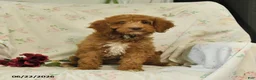 Mini Goldendoodle dogs for sale: Monica - Ad 4