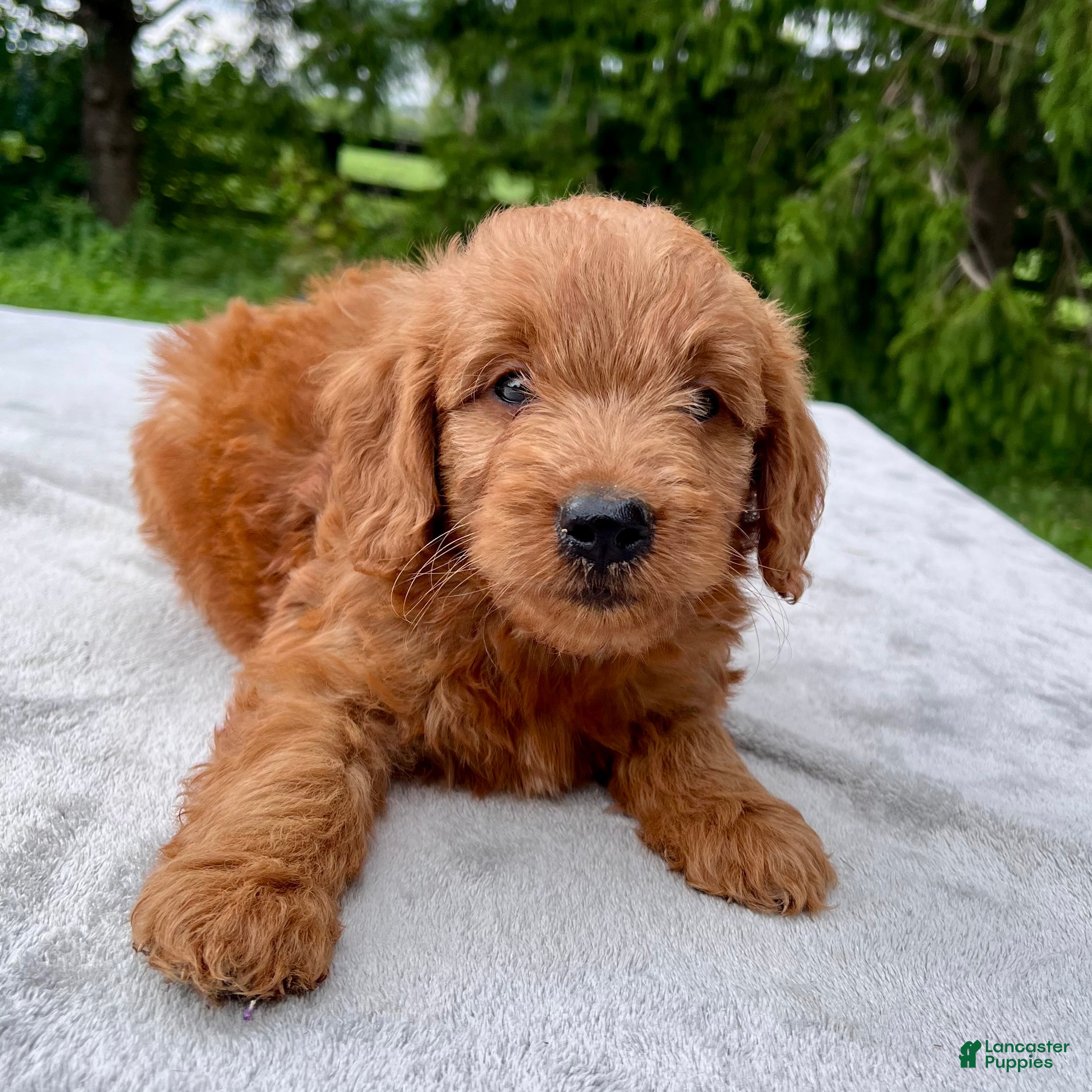 Goldendoodle dogs Hayden medium sized - Ad 2