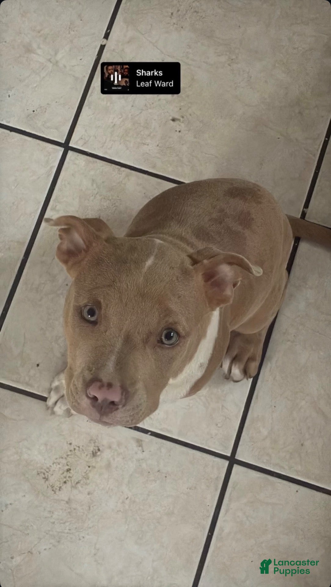 American Bully dogs for sale: American Bully 1 - Ad 4