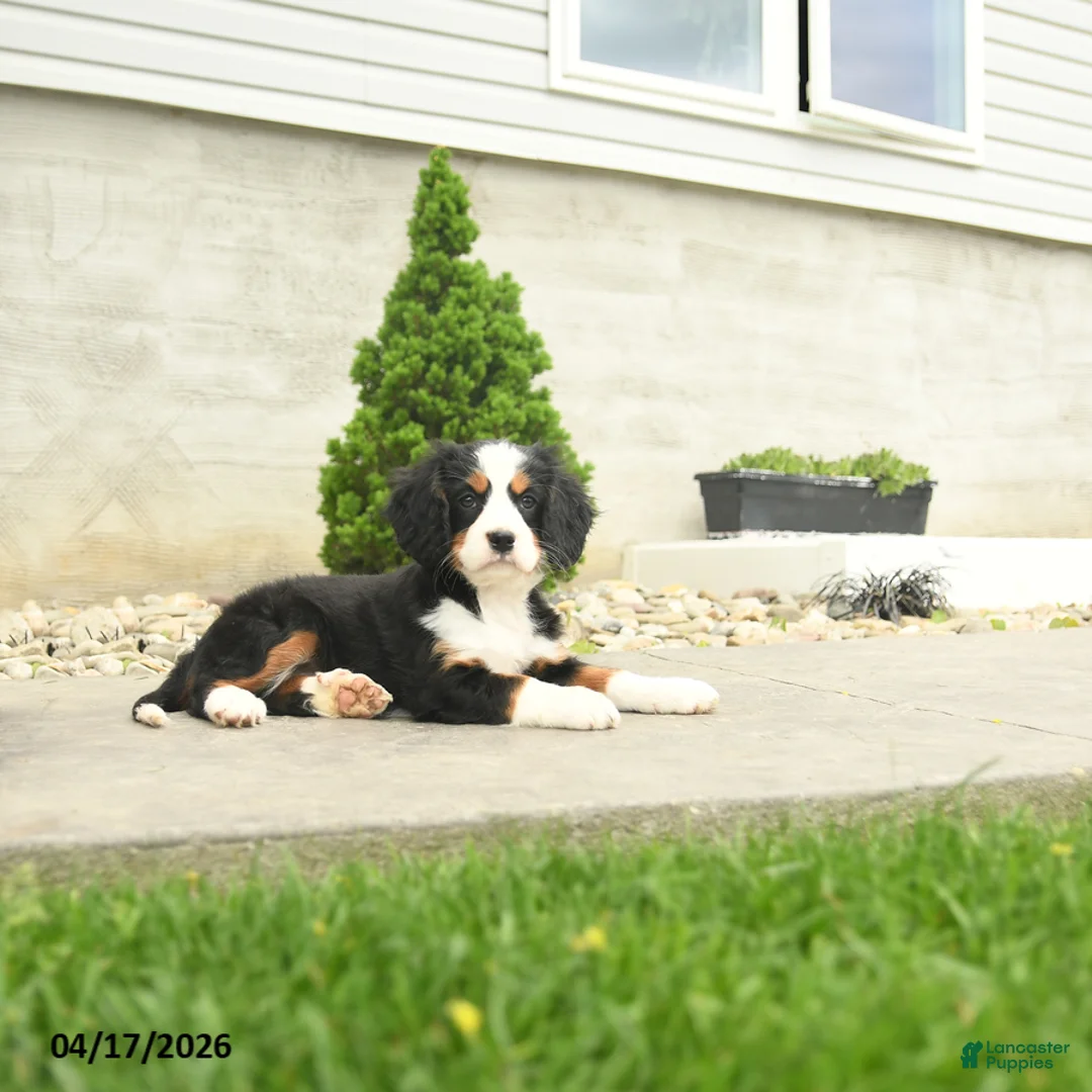 Miniature Bernese Mountain Dog dogs for sale: Fanny - Ad 3