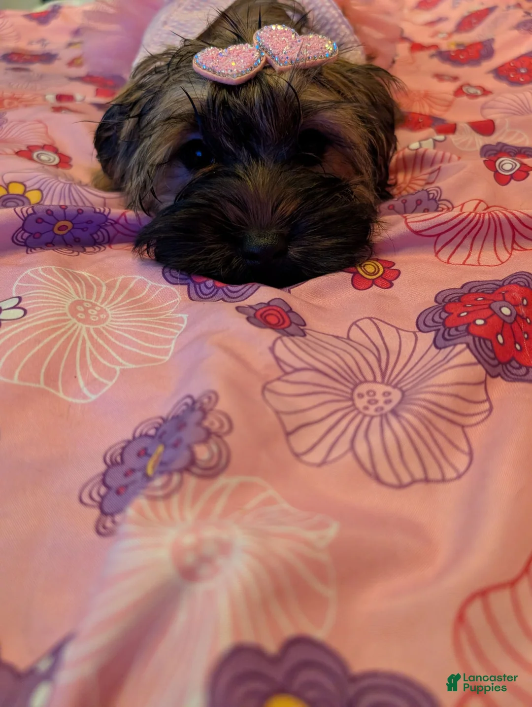 Chorkie dogs for sale: Chorkie 3 - Ad 2