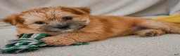 Morkie dogs for sale: Mark - Ad 3