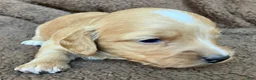 Miniature Dachshund dogs for sale: PAWS UP, IT’S GOOD!  - Ad 9