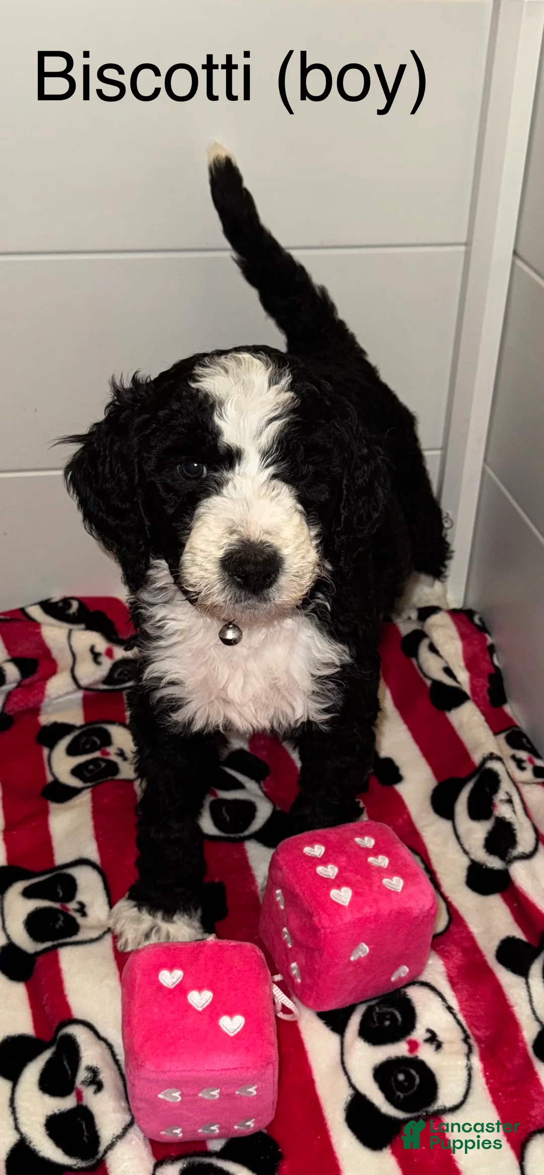 Mixed Breed dogs for sale: Mixed Breed Puppy 1 - Ad 3