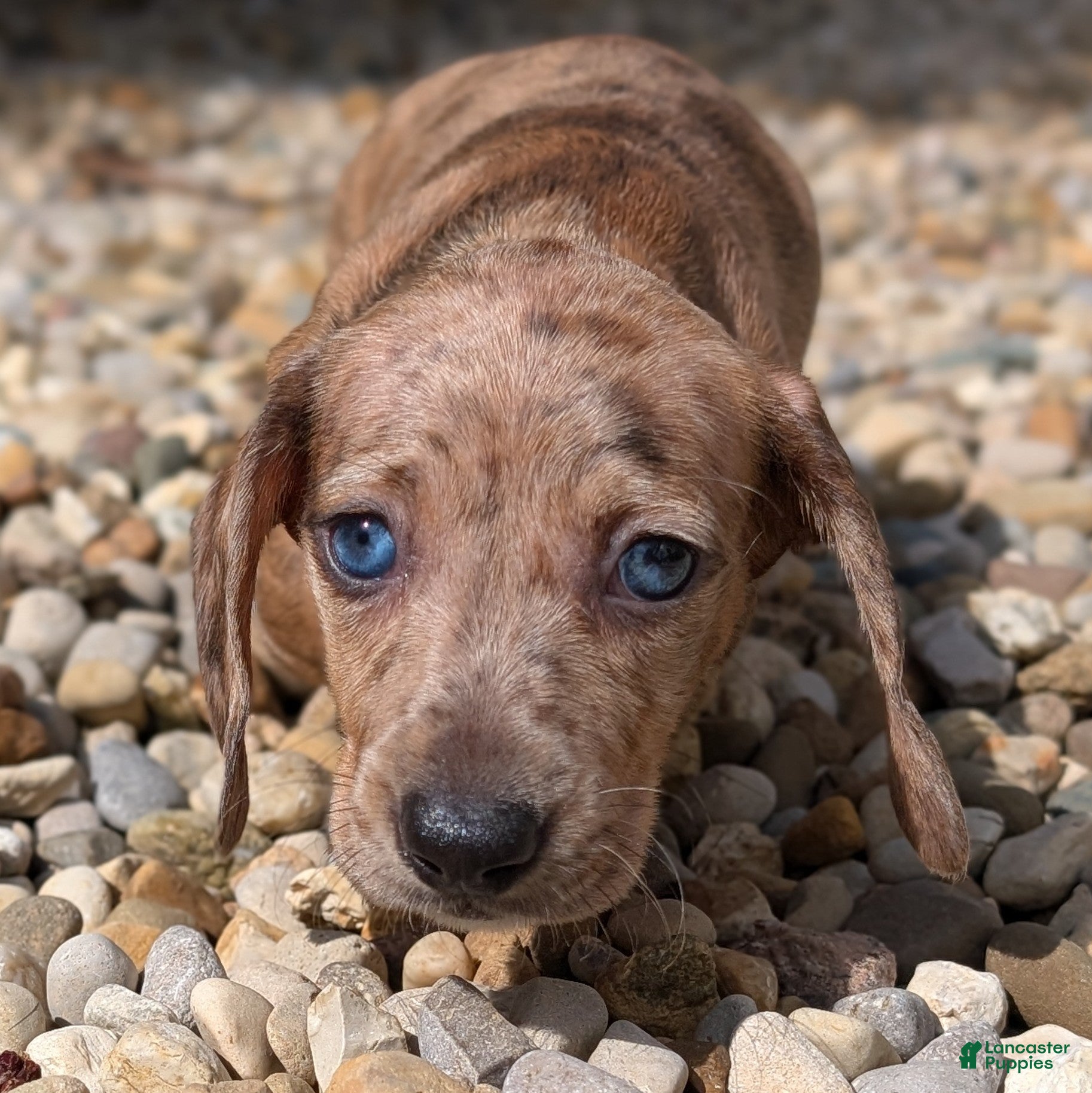 Miniature Dachshund dogs Elm - Ad 2