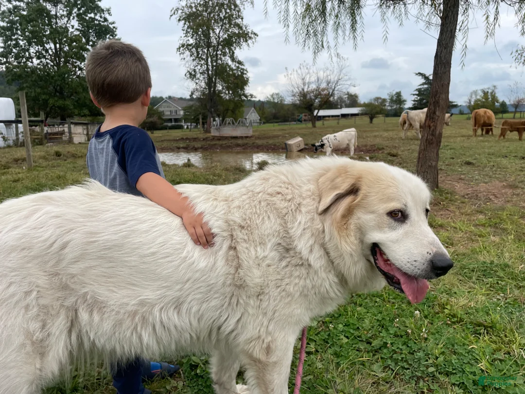 Great Pyrenees dogs for sale: Great Pyrenees Puppy 1 - Ad 10