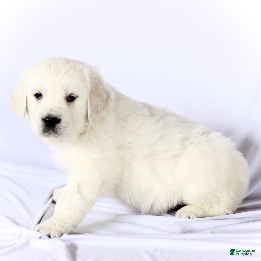Golden Retriever dogs for sale: Skipper  - Ad 3