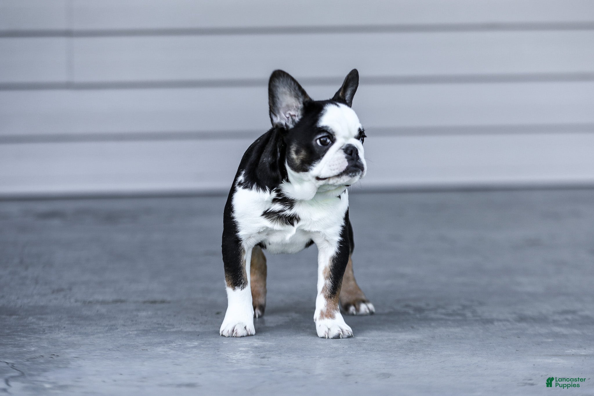 French Bulldog dogs for sale: Sheba - Ad 6