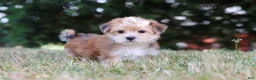 Morkie dogs for sale: Jana - Ad 7