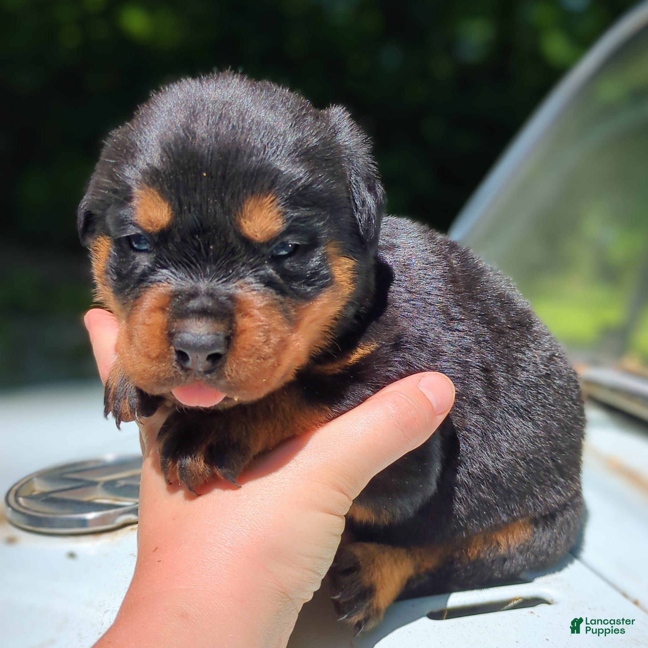 Rottweiler dogs for sale: Porsha - Ad 1