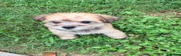 Mixed Breed dogs for sale: Mixed Breed Puppy 4 - Ad 4