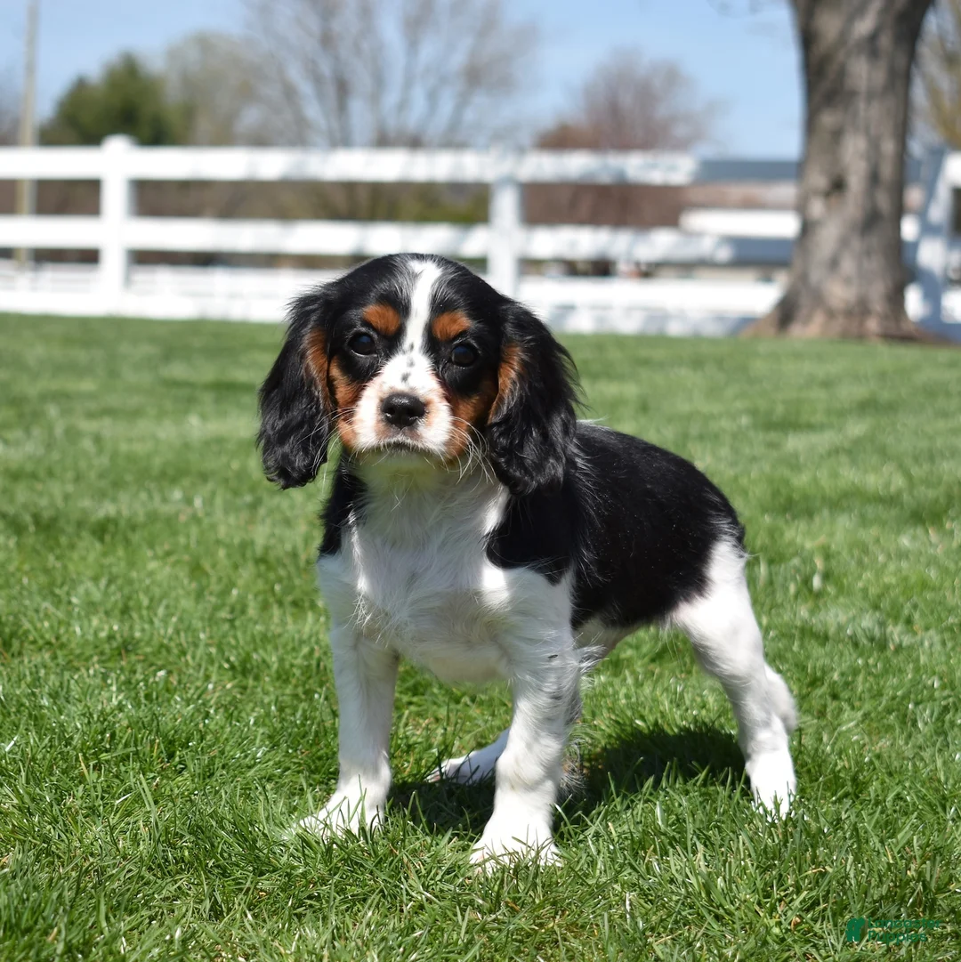 Cavalier King Charles Spaniel dogs for sale: Pretzel  - Ad 2
