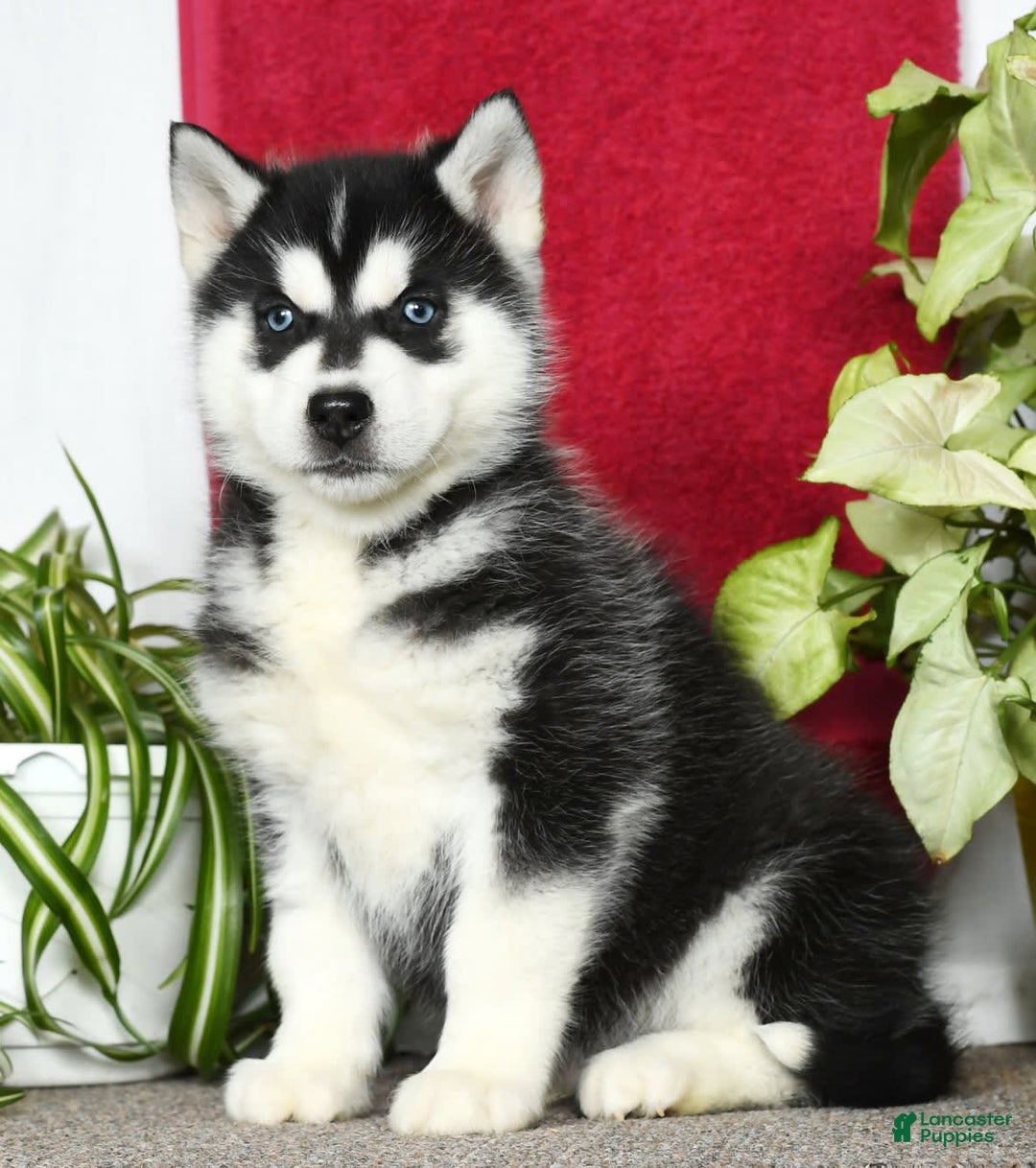 Gallery Image {{count}}